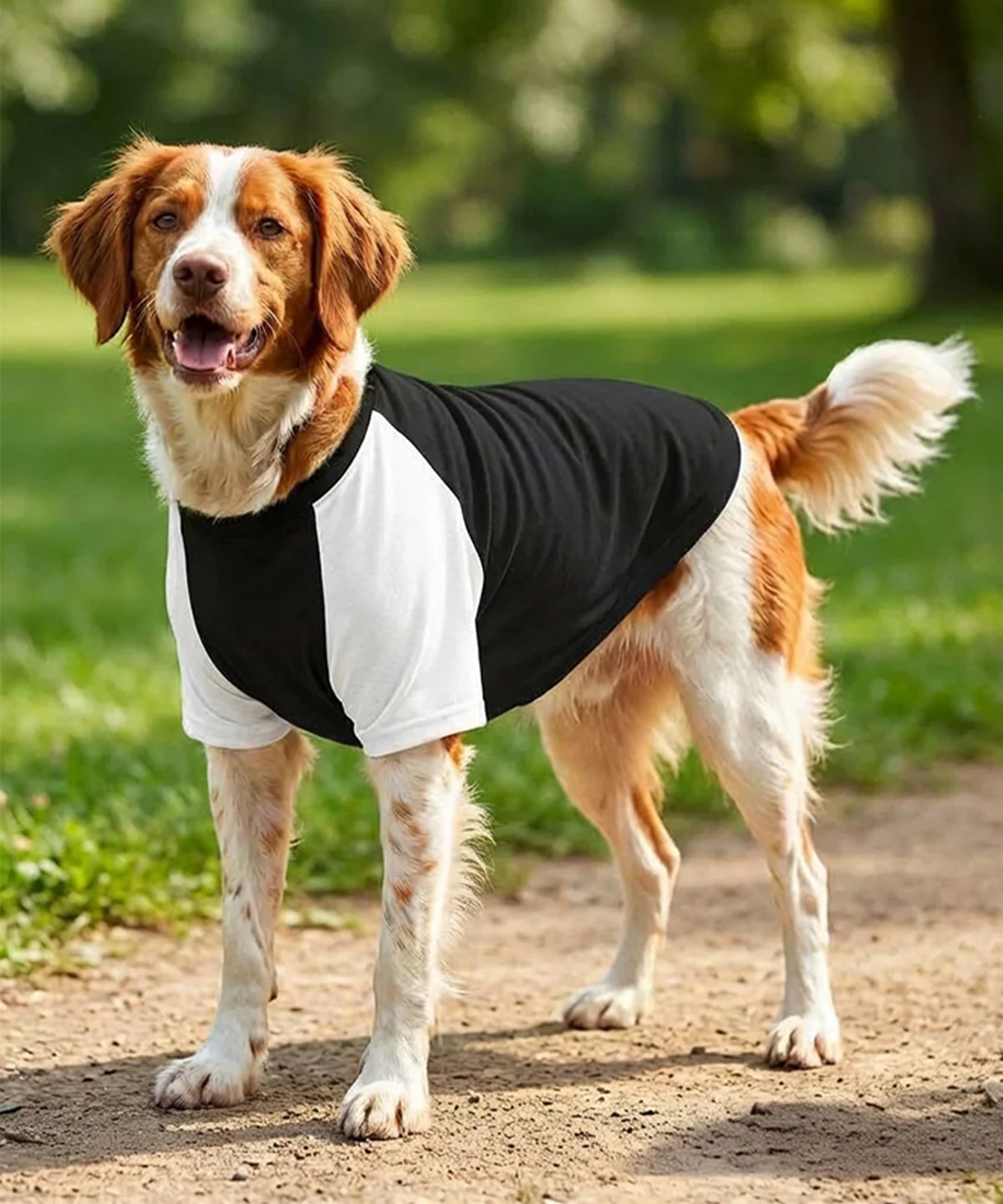 Lucky Pup Raglan Dog T-Shirt lifestyle image — Lucky Pup dog clothing launch range