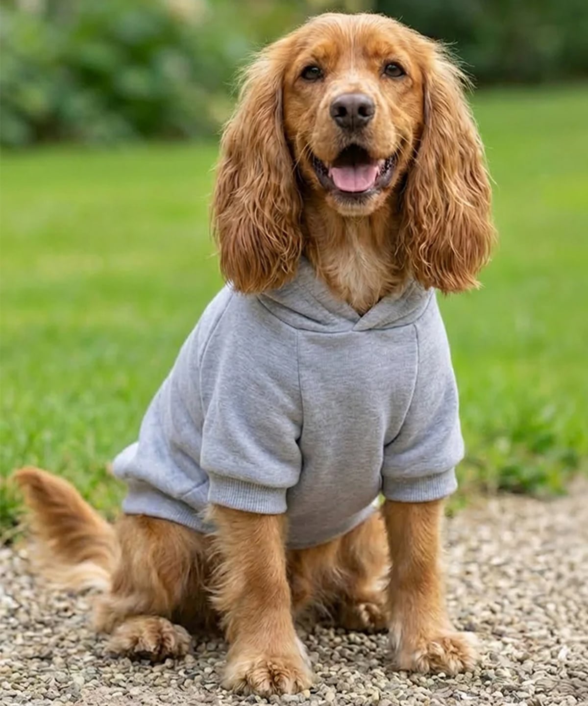 Lucky Pup Dog Hoodie lifestyle image — Lucky Pup dog clothing launch range