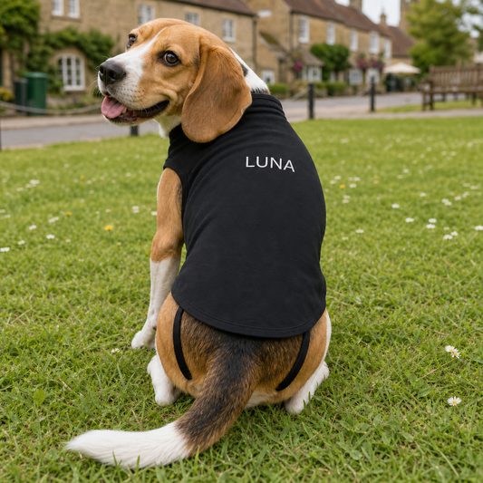 Beagle wearing a personalised dog T shirt with the name Luna
