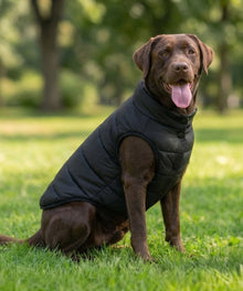 Lucky Pup Dog Puffer Jacket lifestyle image — Lucky Pup dog clothing launch range